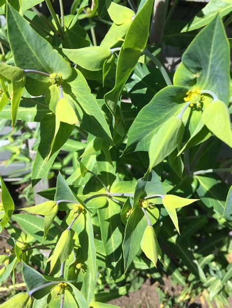 Gopher Spurge Seeds Euphorbia Lathyris | Etsy