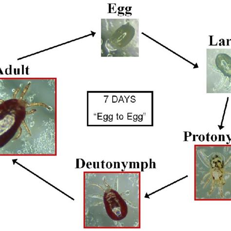 Comparison between numbers of adult female poultry red mites feeding ...