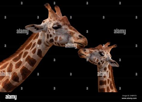 Mother And Baby Giraffe Beautiful Relationship On The Black Background ...