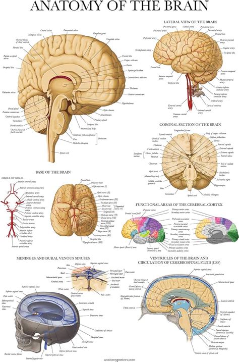 Anatomy Of The Brain Laminated Wall Chart With Digital Download Code ...