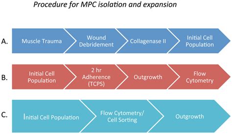 Outline of the procedure for isolating progenitor cells from ...