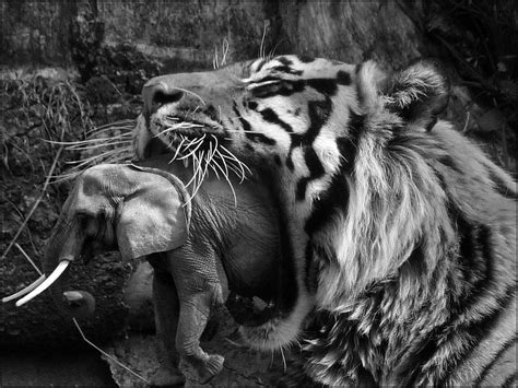 B&W Tiger Eating An Elephant | B&W Tiger Eating An Elephant,… | Flickr