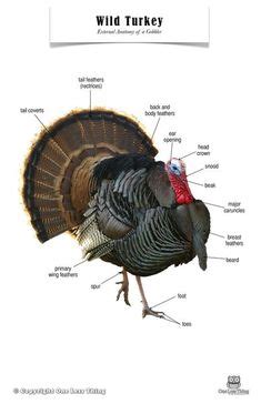 The Anatomy Of A Turkey