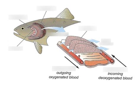 Gill Anatomy