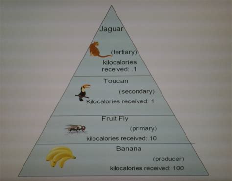 Energy Pyramid - The Amazon Tropical Rainforest Biome