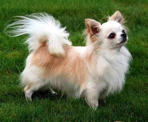 White Long Haired Apple Head Chihuahua - Pets Lovers