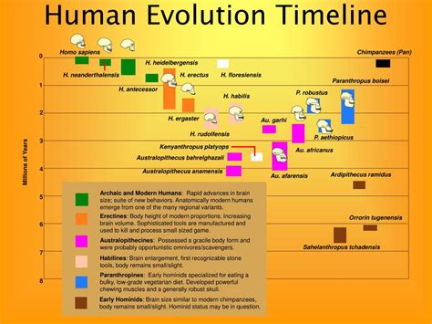 PPT - Hominin Evolution - Human Evolution PowerPoint Presentation, free ...