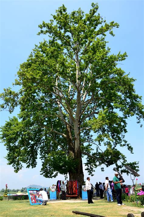 Chinar tree - one of the four trees on the island_Kashmir_… | Flickr