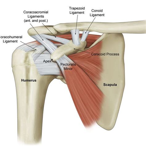 Schematic representation showing the structures attaching to the ...