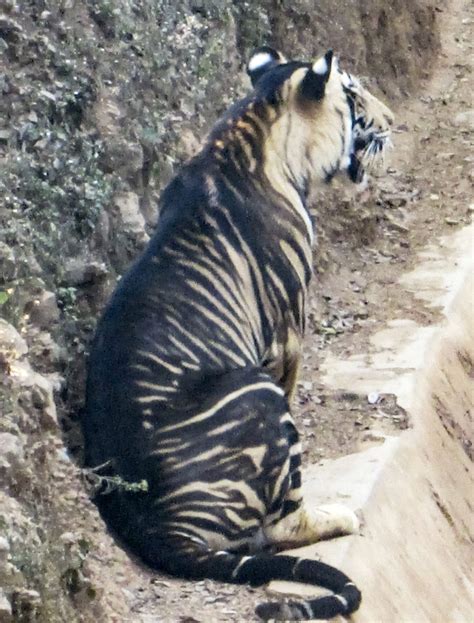 Extremely rare black tiger caught on camera in India