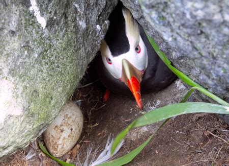 Tufted Puffin - American Bird Conservancy