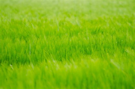 Green Meadow Free Stock Photo - Public Domain Pictures