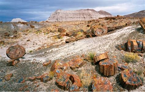 Welcome to Petrified Forest National Park