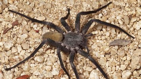 Meet the 1,000 Spider Species Living in Caves. Some Feed on Fish and Frogs - Newsweek