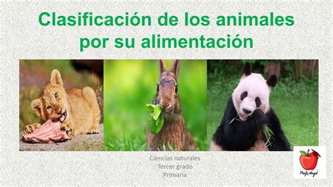 Animales Carnivoros Y Herbivoros