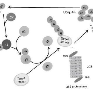 The ubiquitin-proteasome pathway. Ubiquitination of the substrate... | Download Scientific Diagram