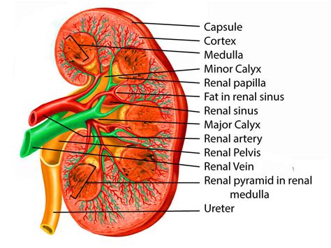 Anatomy, Abdomen and Pelvis, Renal Artery Article - StatPearls