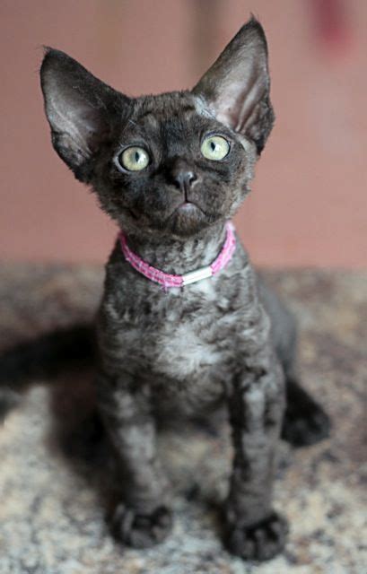 Devon Rex Breeders Oregon | anoboycato