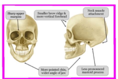 Skull Theory: Can It Predict If You're Having A Boy Or A Girl And How ...