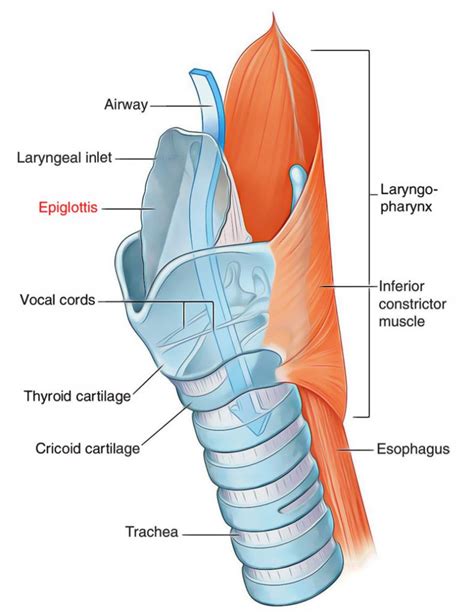 Larynx in 2022 | Medical anatomy, Basic anatomy and physiology, Human ...