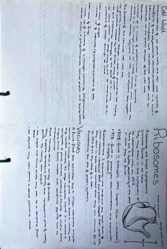 A level - Cell Structure & Fractionation | Teaching Resources