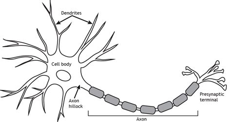 Cells of the Nervous System: The Neuron – Introduction to Neuroscience