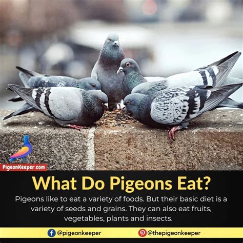 How to feed an orphaned baby pigeon? || Complete guide