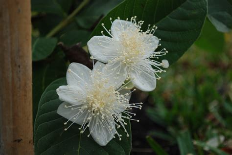 Guava-flower-on-tree - Theayurveda