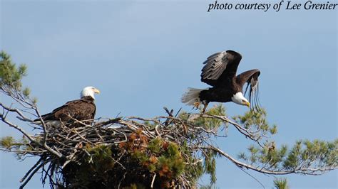 Wildlife on Squam | Squam Lakes Association