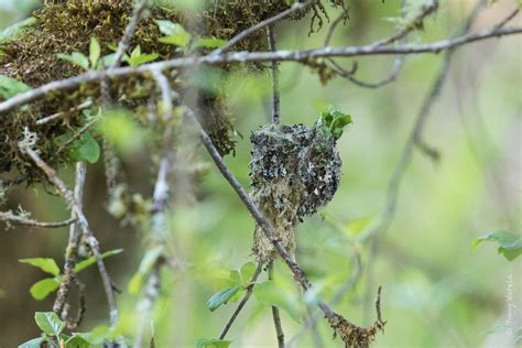 Rufous hummingbird nest (Selasphorus rufus) | The hummingbir… | Flickr