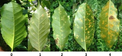 Coffee Leaf Rust Dataset | IEEE DataPort