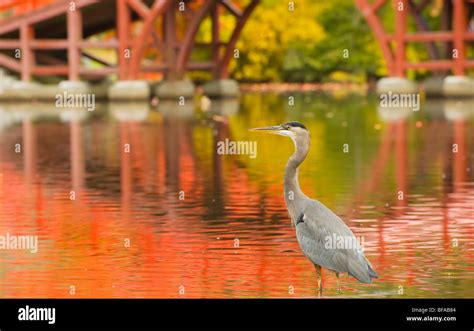 Great Blue Heron hunting in Elm Park, Worcester, Massachusetts Stock ...