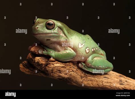 White's Tree Frog Stock Photo - Alamy