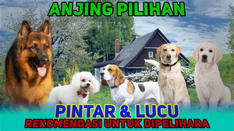 5 Anjing Pintar dan Lucu - YouTube