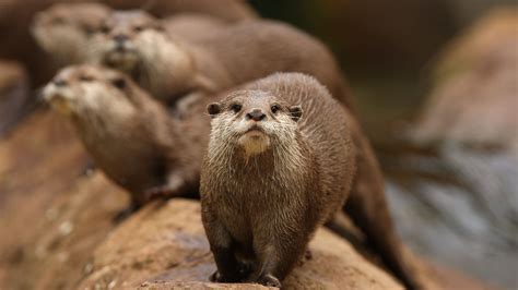 Otter | San Diego Zoo Animals & Plants