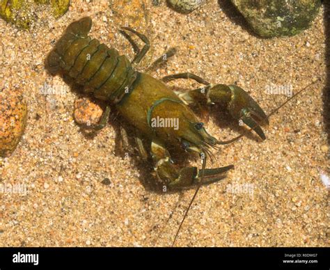 European Noble Crayfish (Astacus astacus) in its Natural Habitat Stock Photo - Alamy