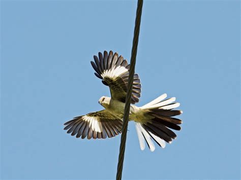 How to Train a Mockingbird to Sing Something Less Annoying | WIRED