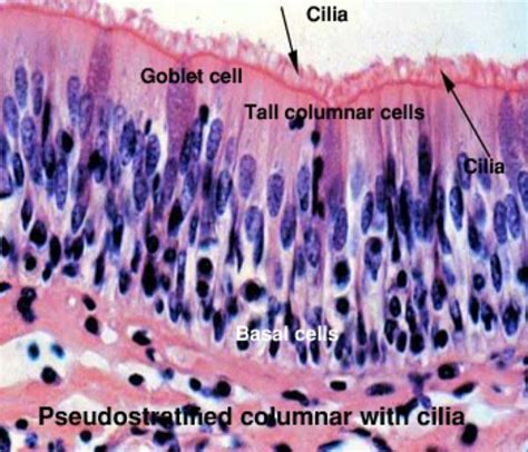 Simple Ciliated Columnar Epithelium