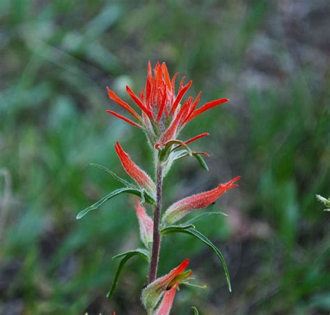 Wyoming State Flower | Indian Paintbrush (Castilleja linariifolia ...