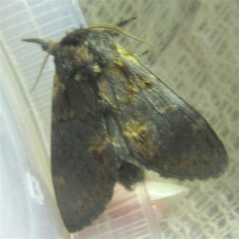 Iron Prominent Moth