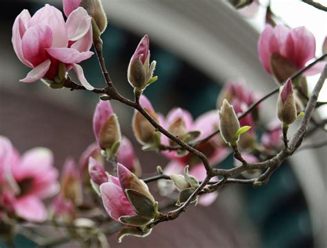 Southern Lagniappe: Pink Magnolias