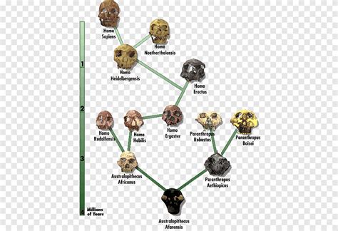 Neanderthal Human Evolution Diagram Chart Common Chimpanzee Brain Size | Images and Photos finder