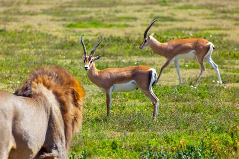 African Lion Hunting Antelope