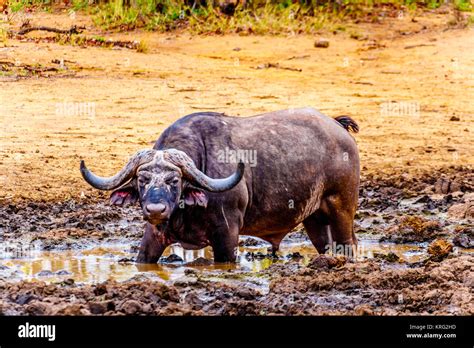 Swamp Water Buffalo standing in a pool of mud in Kruger National Park in South Africa Stock ...