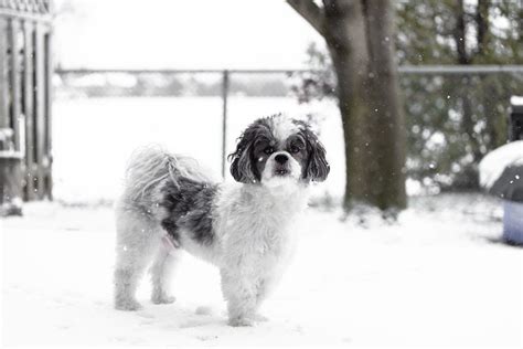 Training a Maltese Shih Tzu - Malteseshihtzu Community Australia