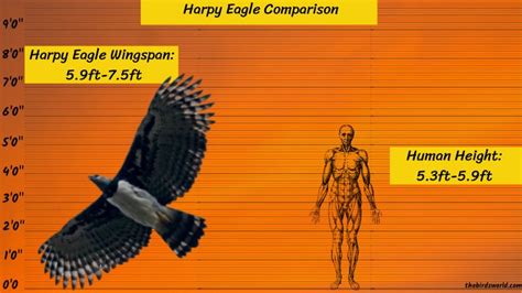 Harpy Eagle Size Explain: Compared With Human & Other Eagle