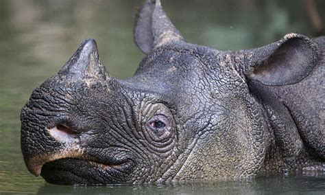 Meet the elusive Javan Rhino | Rhino species, Javan rhinoceros ...