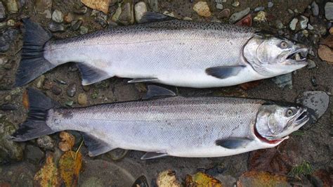 Practice of clipping tiny fin might hurt hatchery salmon, study shows - The Globe and Mail