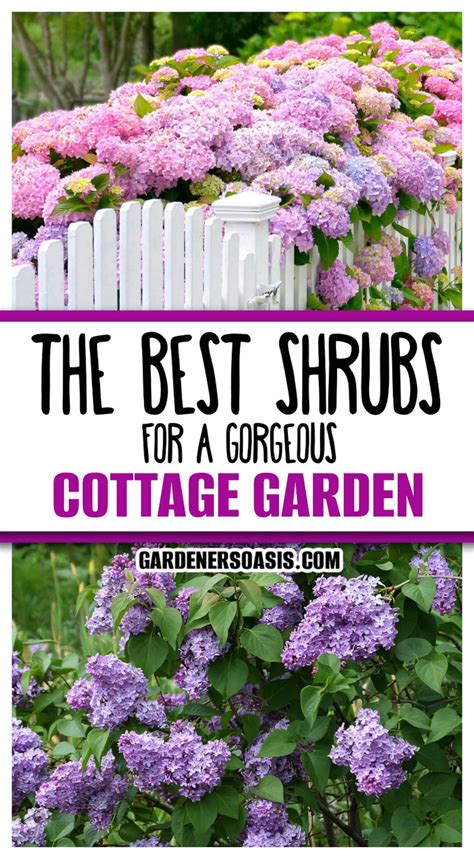 Best Shrubs For A Cottage Garden – Ovenorigin