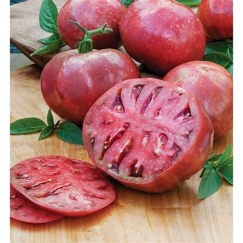 Heirloom Cherokee Purple Tomato Plant - 2.5" Pot - Great Taste & Yields ...